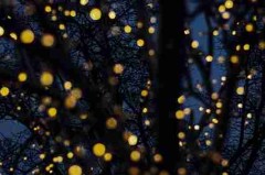 p站中文版全景预览｜投稿机制完整教程专区内容提前看