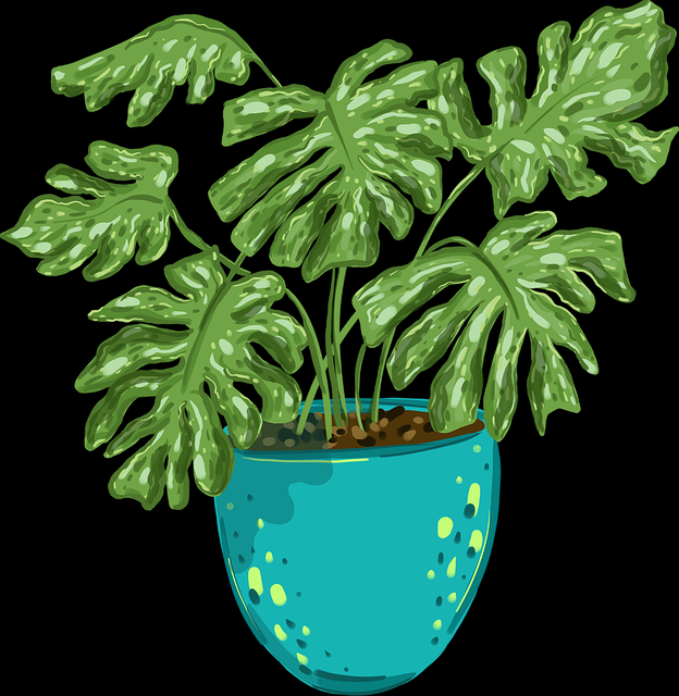 p站中文版跨平台传播路径|会员功能更新内容传播力增强